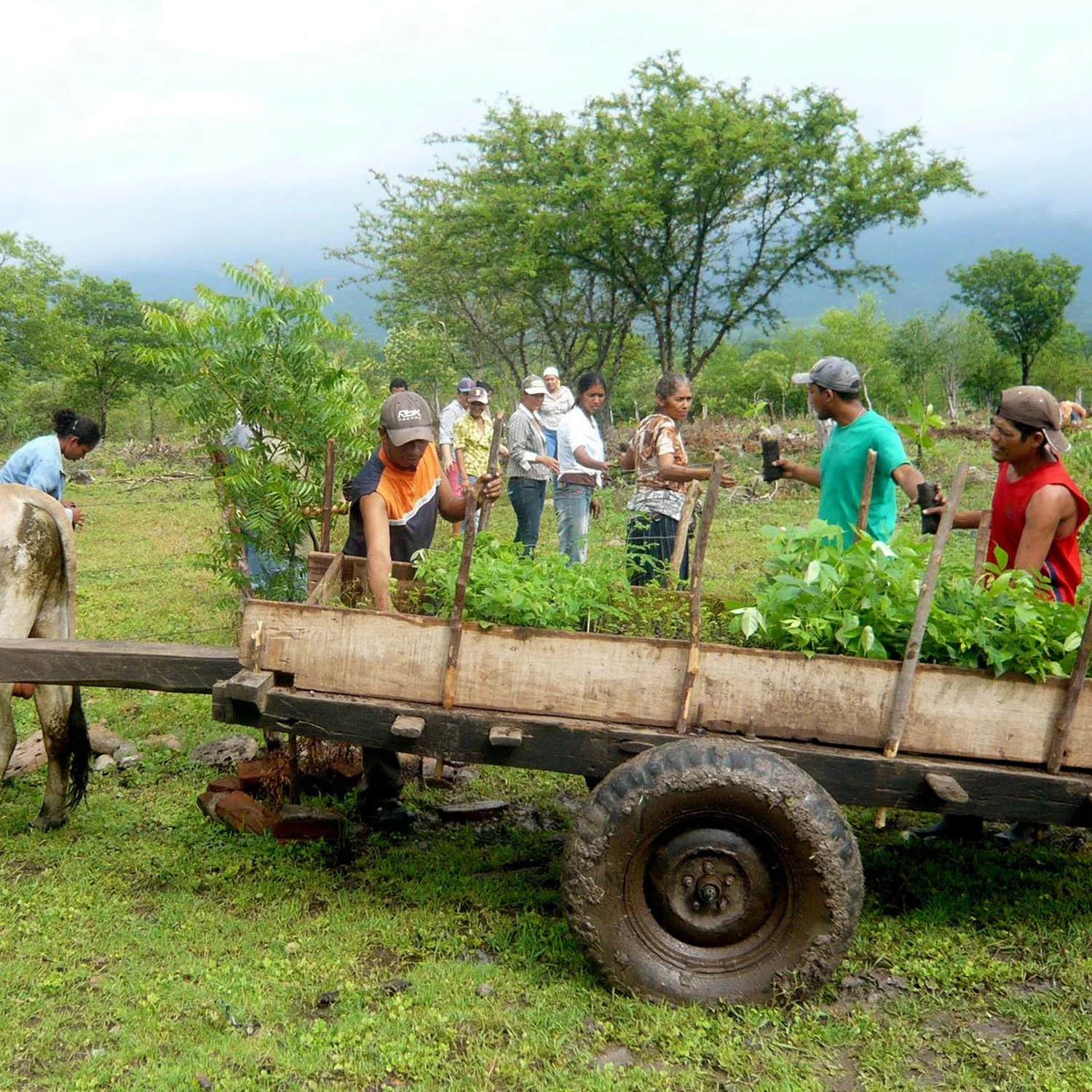 Reforestation communautaire